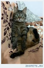 Кошка