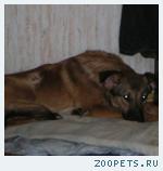 Собака