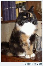 кошка