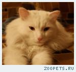 Кот, помесь перса
