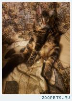 Котенок мейн-кун