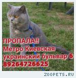 Британская кошка
