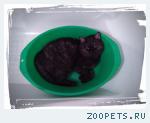     Кот,метис британец