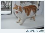 найден кот