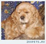американский кокер спаниель персиковый