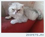 Кот, британец