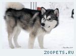 Аляскинский маламут