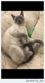 Кот, сиамский/тайский