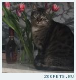 кот Мотя