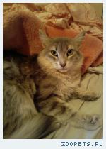 Кошка