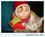  британский кот