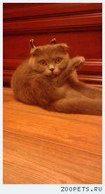 кошка