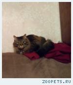 Кошка