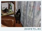 кот курильский бобтейл