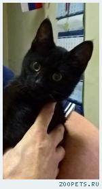 кошка