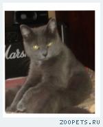 Кошка Мася 7 лет