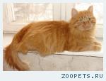 Длинношерстный рыжий кот метис