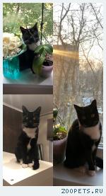 Кот по кличке Курт