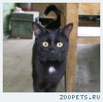 кот черный домашний