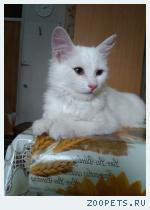 Кошка, беспородная
