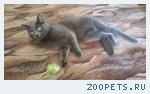 Кот, Русская голубая