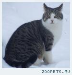 Кот, метис