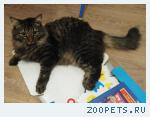 Котик
