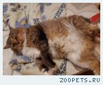 Кот "Филя"