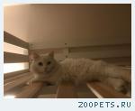 Белая домашняя кошка