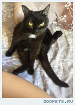 Черная кошка с белым пятнышком на груди