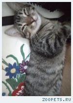 Кошка