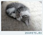 Котёнок