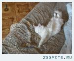 любимая кошка