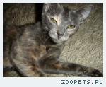 Кошка