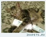Котенок Соня