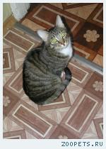 Кот Степан