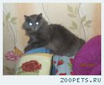 котик