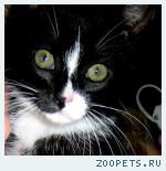 Кошка