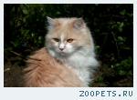 Сибирский кот