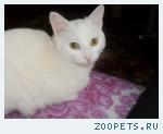  Кот, белого цвета