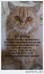 Кот персидский рыжий ( персиковый