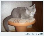 кошка