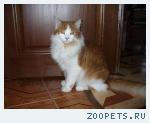 рыжий кот