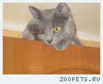 Кот Кузя