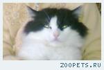 Кот Кеша