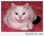 Кот, домашний