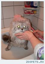 Кот,метис сибиряка