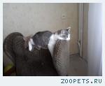 Кот по кличке Тимоша. 