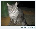 Найден крупный домашний кот