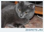  пропал  любимый  котик